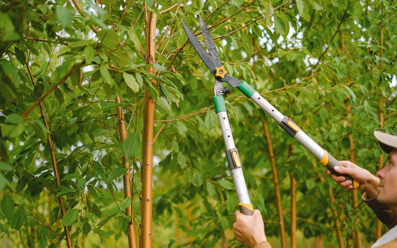 Tree trimming in Selden, NY